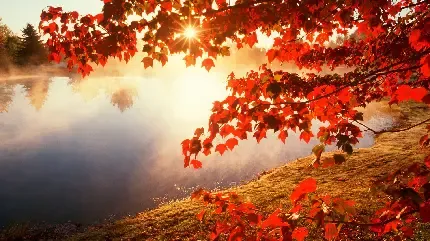  عکس طبیعت پاییز فصل نارنجی