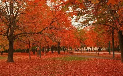  عکس طبیعت پاییز فصل نارنجی