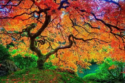  عکس طبیعت پاییز فصل نارنجی