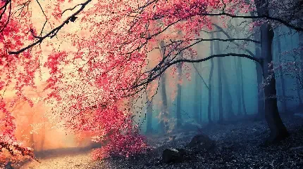  عکس طبیعت پاییز فصل نارنجی