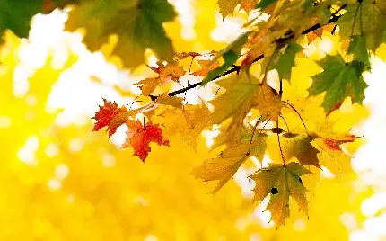  عکس طبیعت پاییز فصل نارنجی