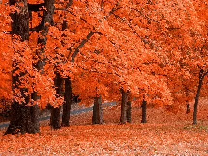  عکس طبیعت پاییز فصل نارنجی