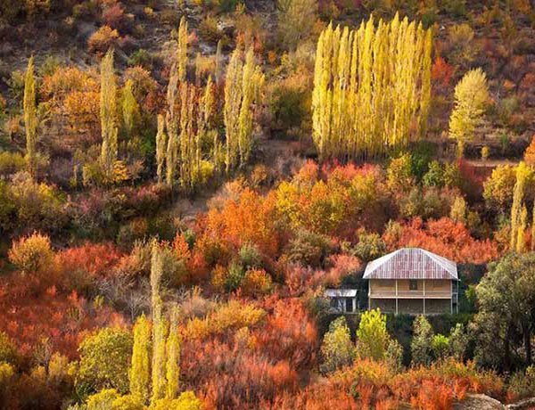  عکس جنگل پاییزی دلنشین