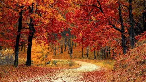  عکس طبیعت پاییزی بکر