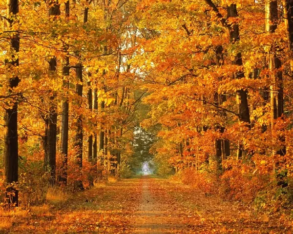  عکس طبیعت پاییزی بکر