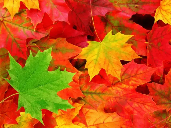  عکس طبیعت پاییزی بکر