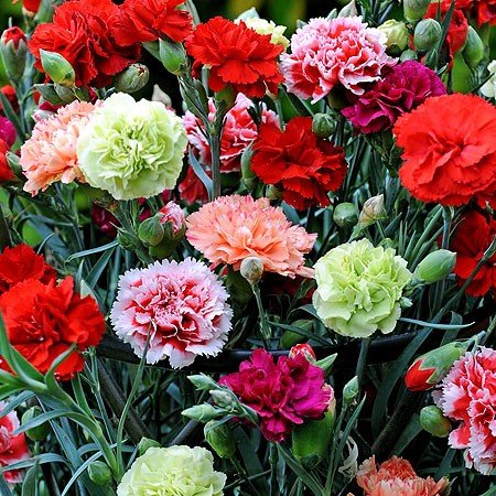  عکس گل میخک