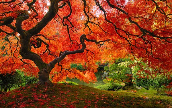  عکس درخت های رنگی زیبا