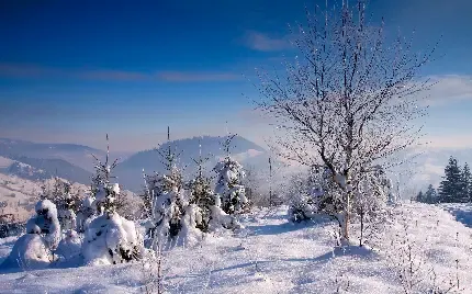  عکس جنگل برفی و زمستانی
