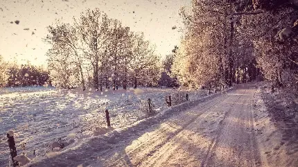 عکس جنگل برفی و زمستانی