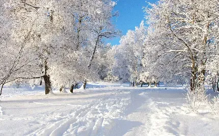  عکس جنگل برفی و زمستانی