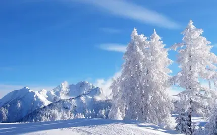  عکس جنگل برفی و زمستانی