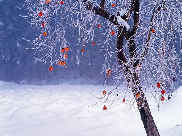  عکس طبیعت زمستانی رودخانه