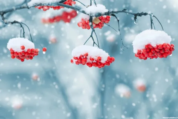 عکس های زیبای زمستان