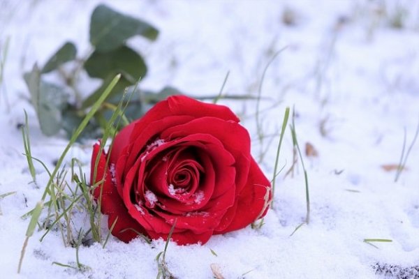 عکس گل برفی برای پروفایل