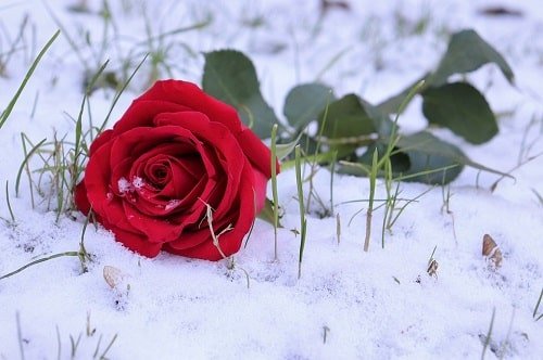  عکس گل برفی برای پروفایل