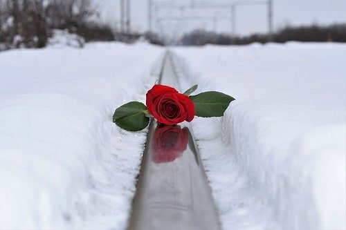  عکس گل برفی برای پروفایل