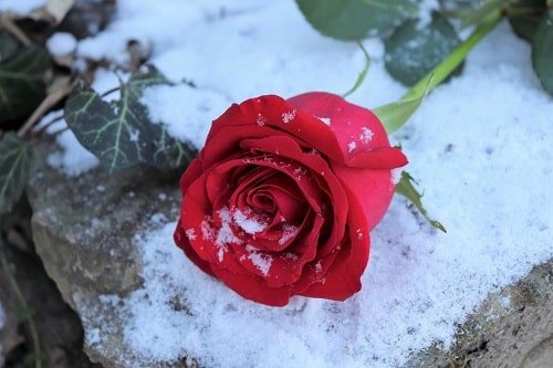  عکس گل برفی برای پروفایل