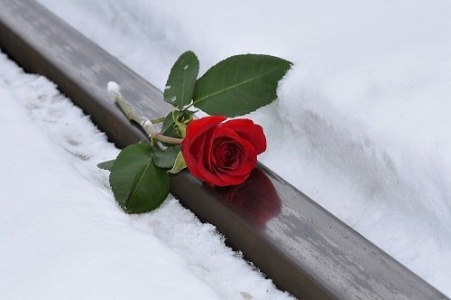  عکس گل برفی برای پروفایل