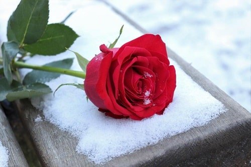  عکس گل برفی برای پروفایل
