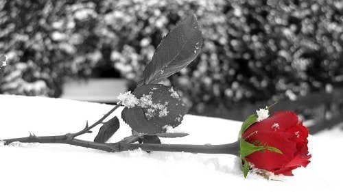  عکس گل برفی برای پروفایل