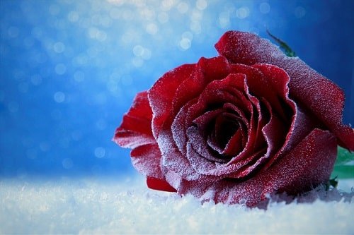  عکس گل برفی برای پروفایل
