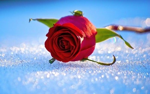  عکس گل برفی برای پروفایل