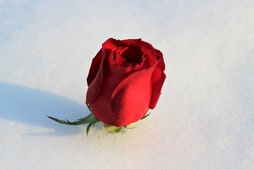  عکس گل برفی برای پروفایل