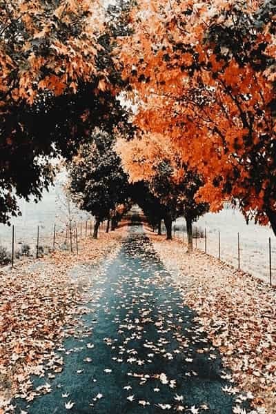  عکس پاییزی برای پروفایل گروه