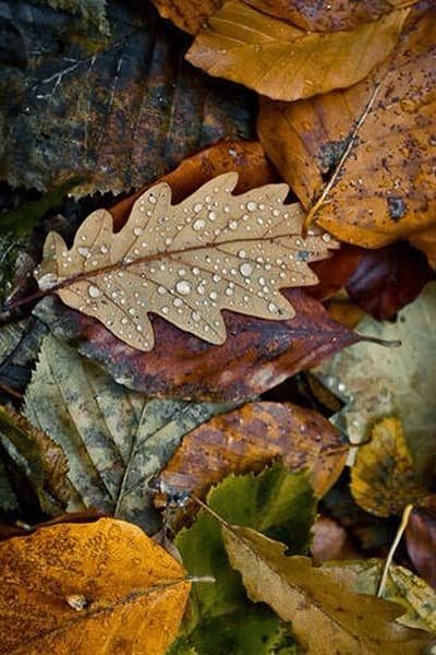  عکس پاییزی برای پروفایل گروه