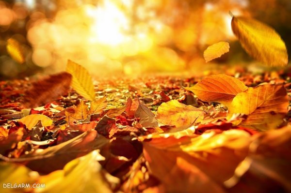  عکس فصل پاییز برای زمینه