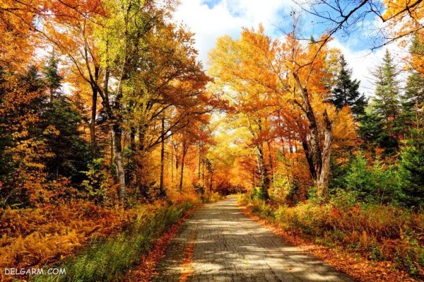  عکس فصل پاییز برای زمینه