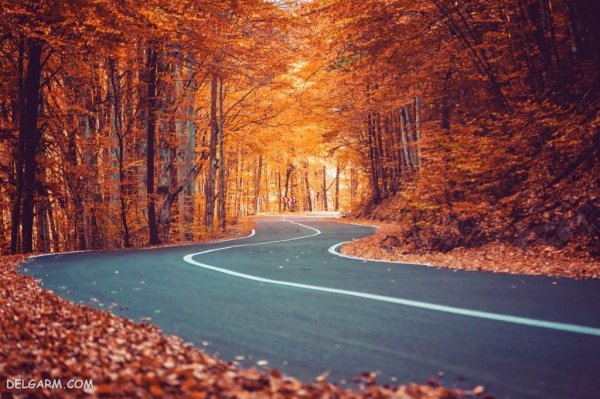  عکس برگ درختان در فصل پاییز