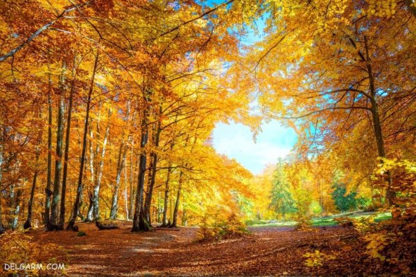  عکس برگ درختان در فصل پاییز