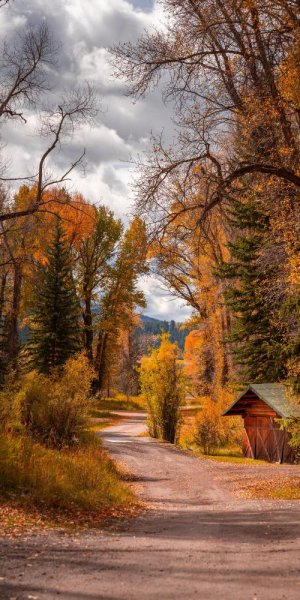 عکس فصل پاییز برای صفحه گوشی