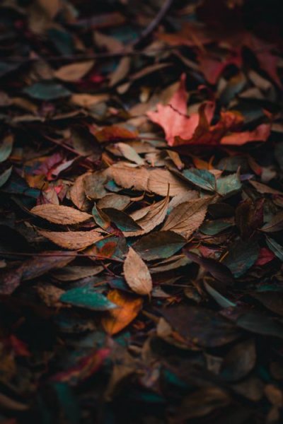 عکس فصل پاییز برای صفحه گوشی