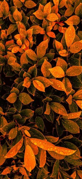 عکس فصل پاییز برای صفحه گوشی