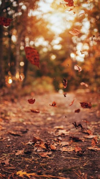 عکس فصل پاییز برای صفحه گوشی