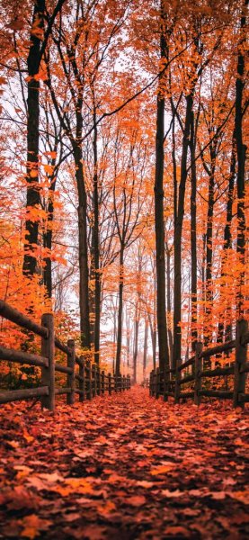 عکس فصل پاییز برای صفحه گوشی