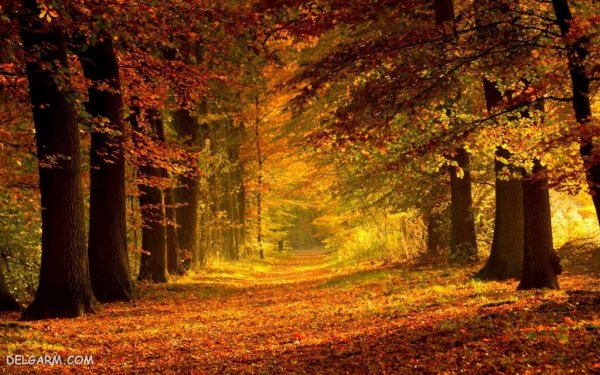  عکس برگ برای پروفایل