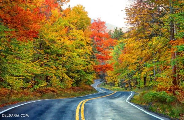  عکس برگ برای پروفایل
