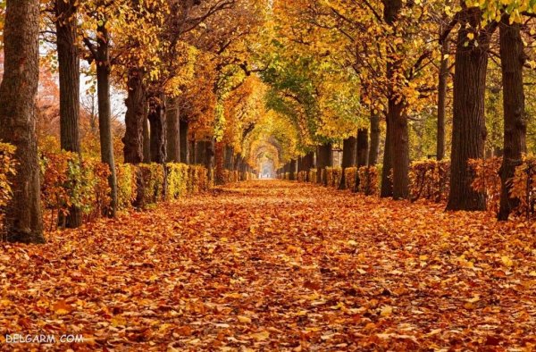  عکس برگ برای پروفایل