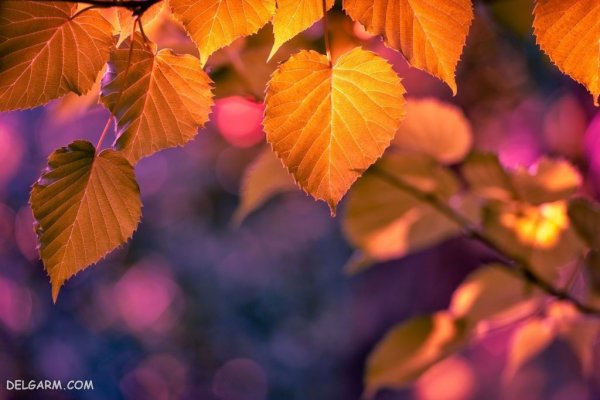  عکس برگ برای پروفایل