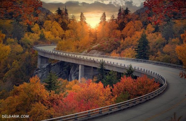  عکس برگ برای پروفایل