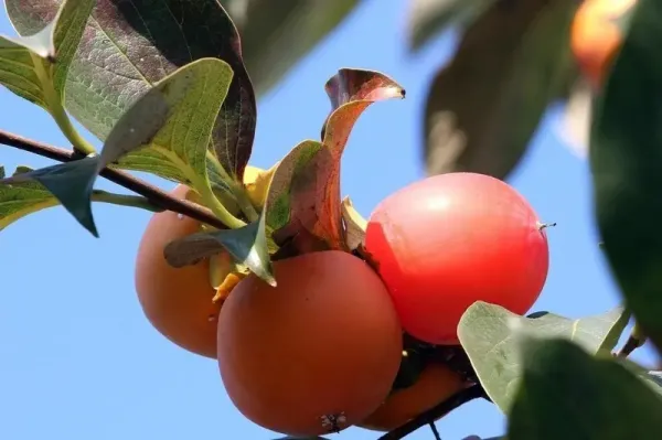 عکس درخت خرمالو در پاییز