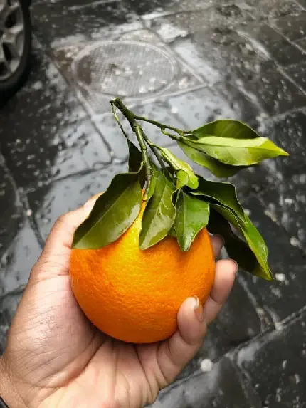  عکس نارنگی و پرتقال برای پروفایل