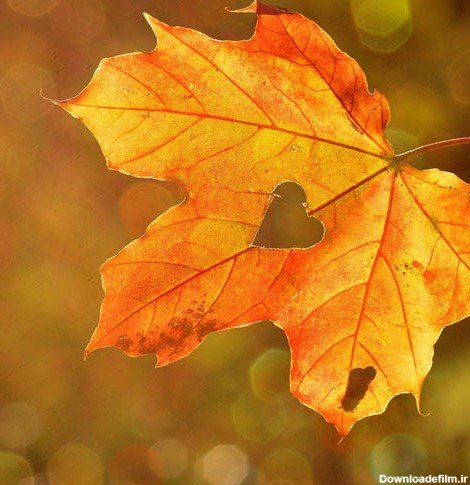  عکس کلبه چوبی در پاییز