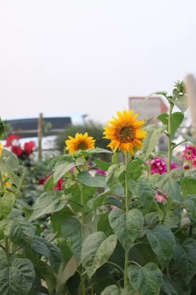  عکس گل آفتابگردان با کیفیت بالا