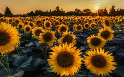  عکس گل آفتابگردان طبیعی