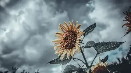  عکس گل آفتابگردان طبیعی